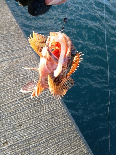 カサゴの釣果