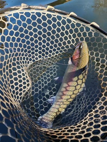 ニジマスの釣果