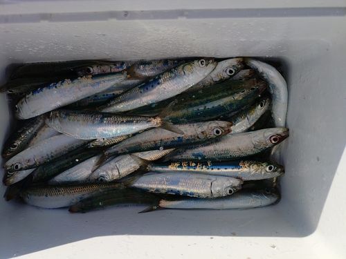 マイワシの釣果