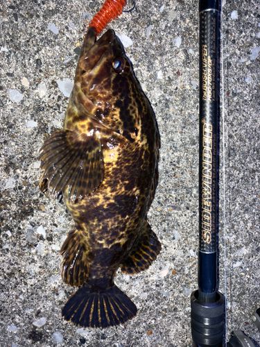 タケノコメバルの釣果