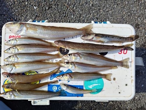 シロギスの釣果