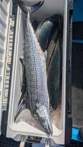 サワラの釣果