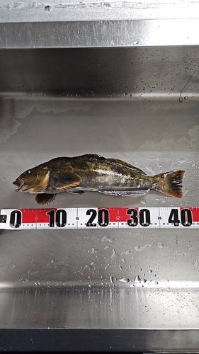 アイナメの釣果