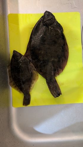 カレイの釣果