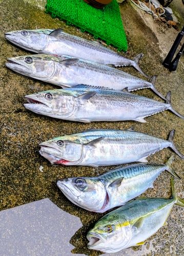 サワラの釣果