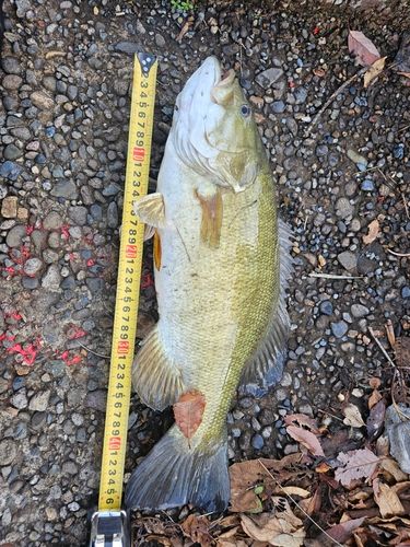 ブラックバスの釣果