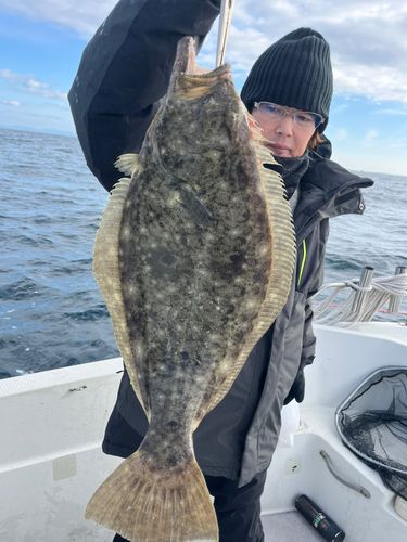 ヒラメの釣果