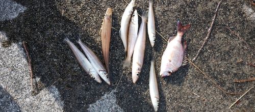 シロギスの釣果