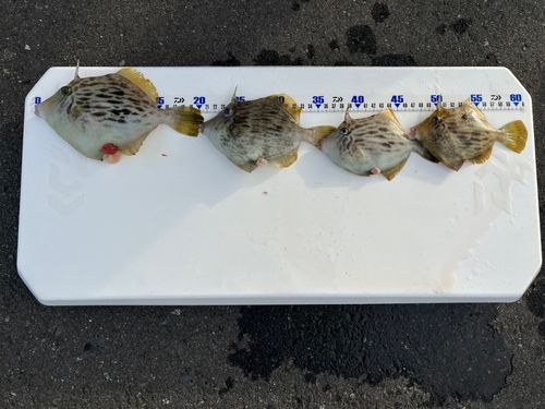 カワハギの釣果