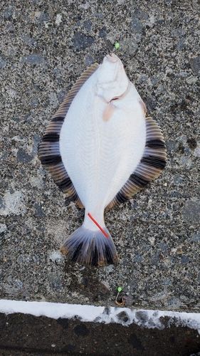 カレイの釣果