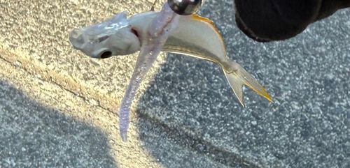 イトヒキヒイラギの釣果