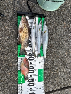 オオモンハタの釣果