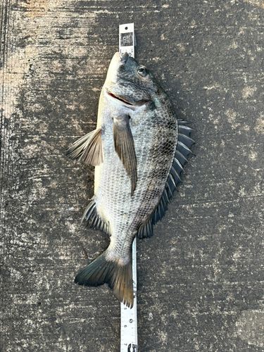 クロダイの釣果