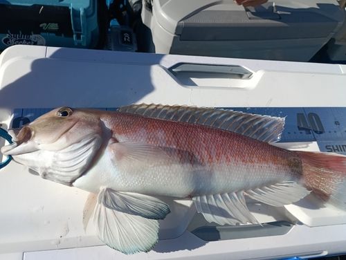 アマダイの釣果