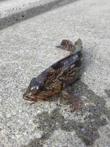 アイナメの釣果