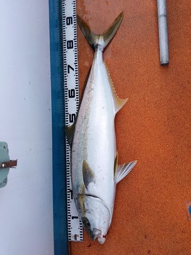 ヒラマサの釣果