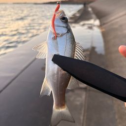 セイゴ（ヒラスズキ）