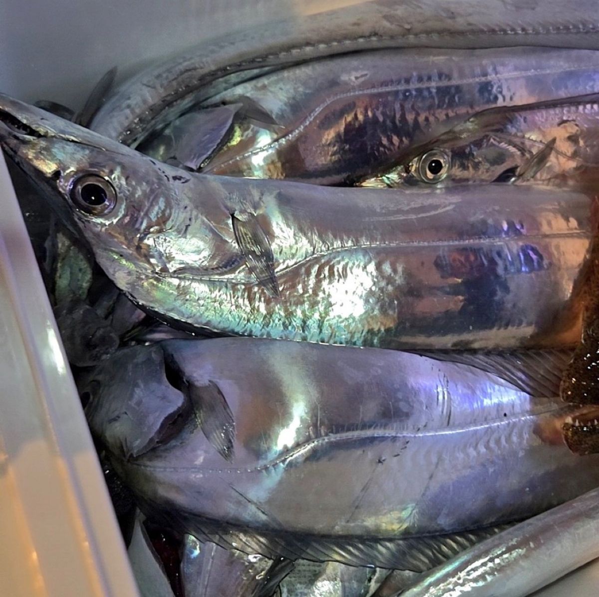 若造りジャパンさんの釣果 1枚目の画像