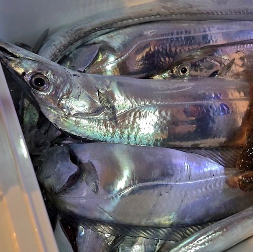 タチウオの釣果