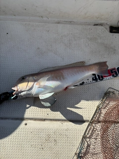 アマダイの釣果