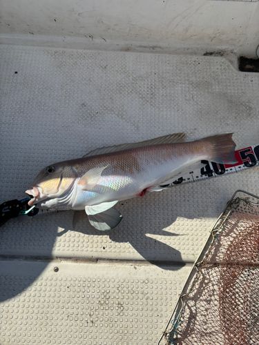 アマダイの釣果