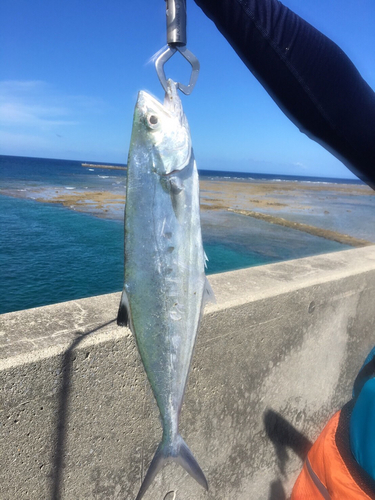 ミナミイケカツオの釣果