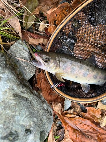 ヤマメの釣果