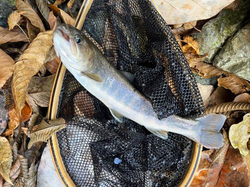 イワナの釣果