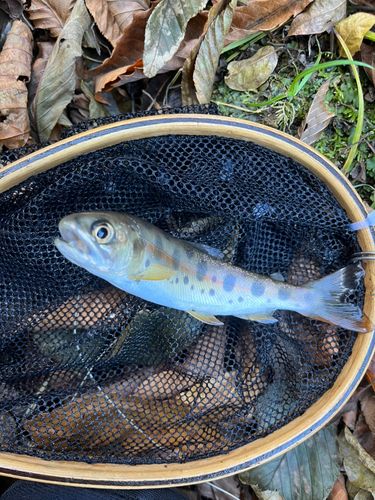 ヤマメの釣果