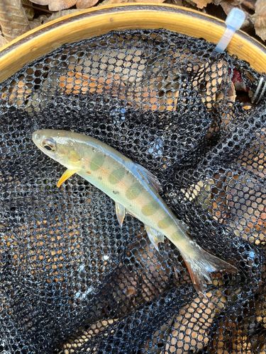 イワナの釣果
