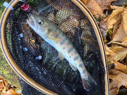 ヤマメの釣果