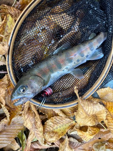 ヤマメの釣果