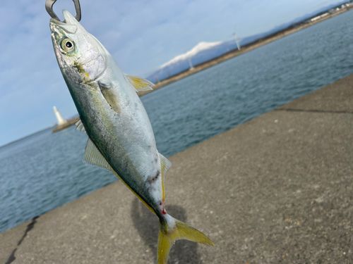 ワカシの釣果