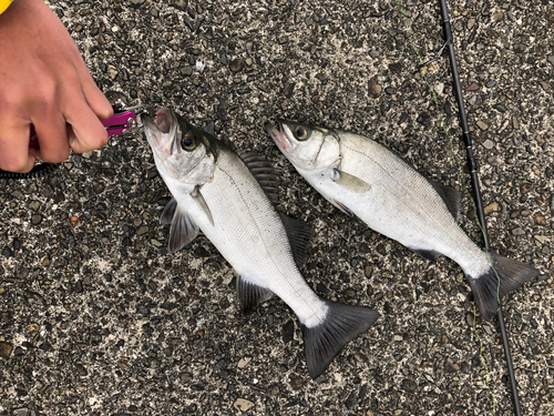 ヒラスズキの釣果