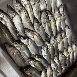 セイゴ（マルスズキ）