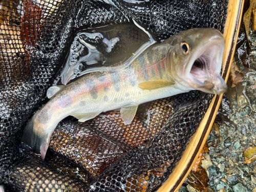 ヤマメの釣果