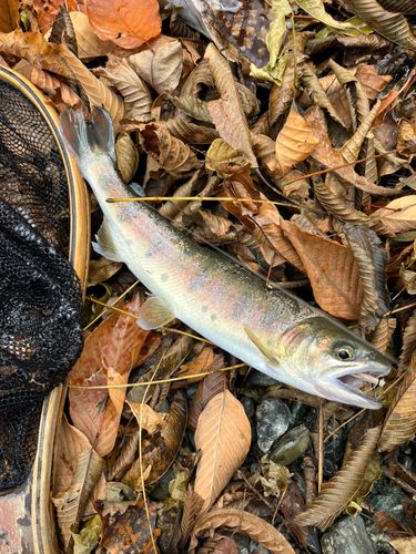 ヤマメの釣果