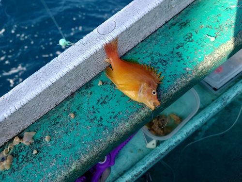 オキゴンベの釣果