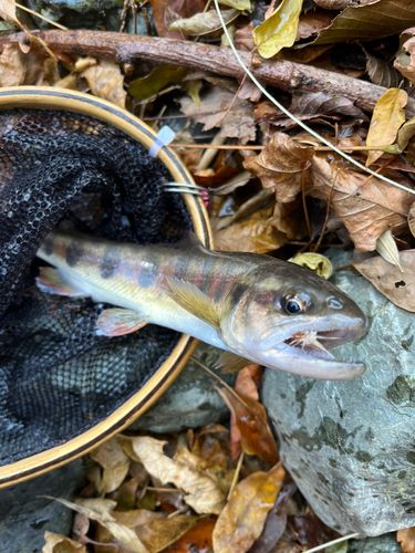 ヤマメの釣果