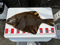 ヌマガレイの釣果