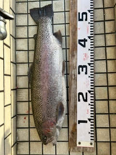 ニジマスの釣果