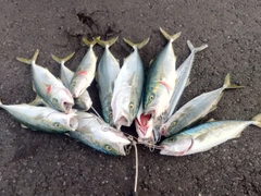 フクラギの釣果