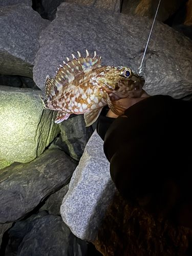 アラカブの釣果