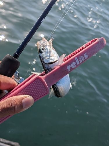 マイワシの釣果