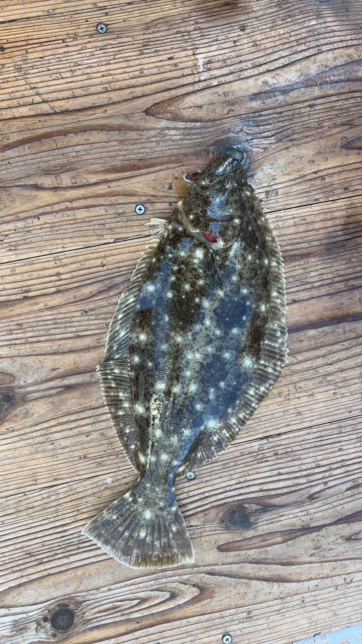 なちゃん✌️さんの釣果 1枚目の画像