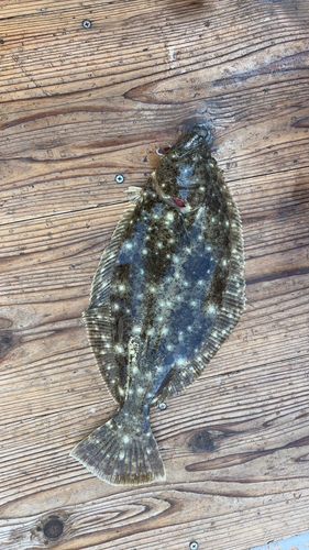 ヒラメの釣果