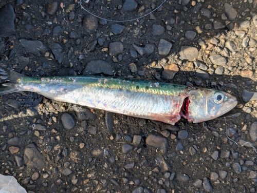 マイワシの釣果