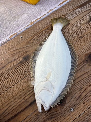 ヒラメの釣果