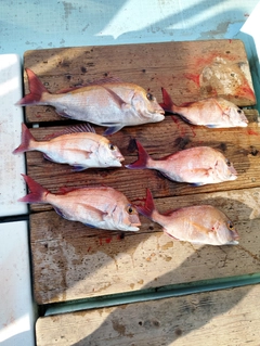 タイの釣果