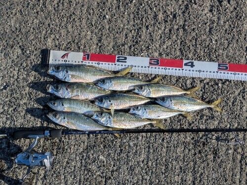 マアジの釣果